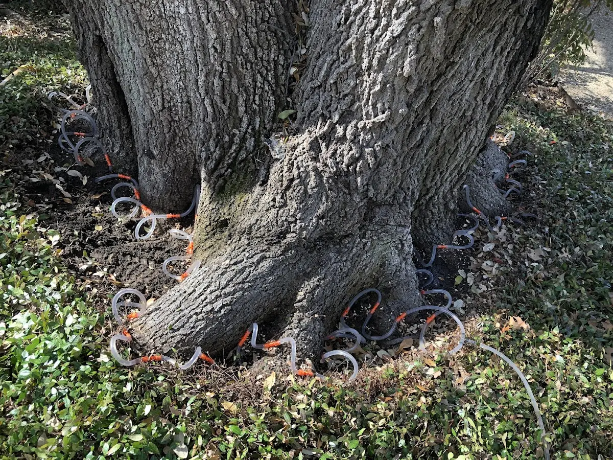 Detailed Tree Cabling and Bracing job site in Plaistow