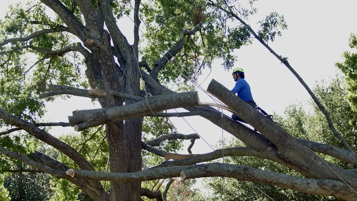 Professional Crown Thinning performed by certified arborists in Plaistow